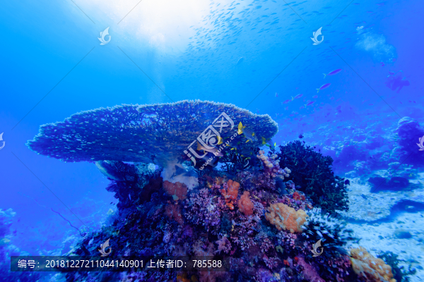 深海魚(yú)群