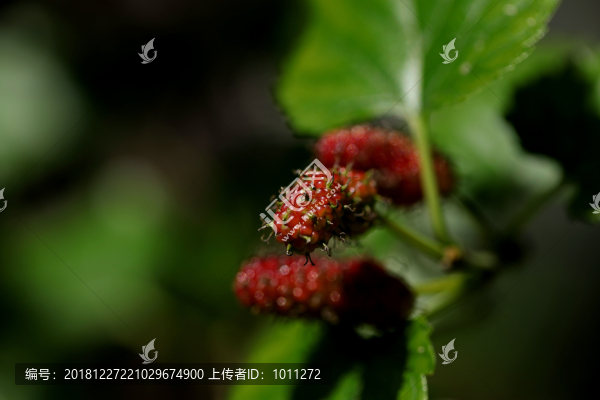 水果