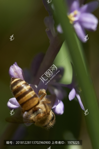 蜜蜂