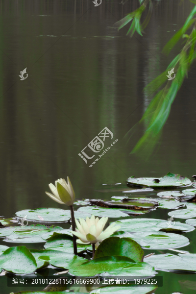 蓮花