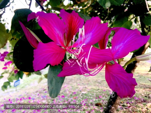 花