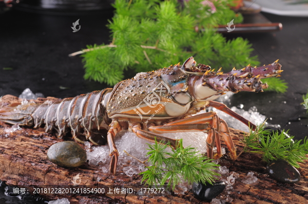 小青龍蝦