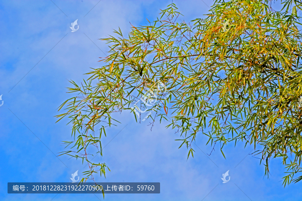 竹枝藍天