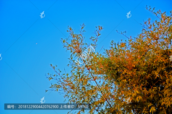 樹枝天空