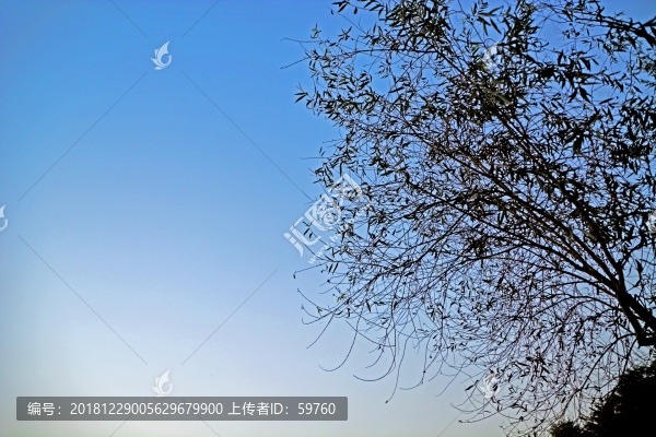 黃昏天空樹枝