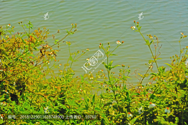 鬼針草花
