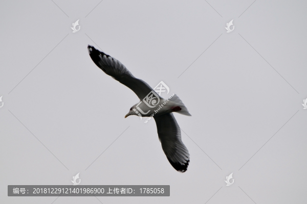 海鷗