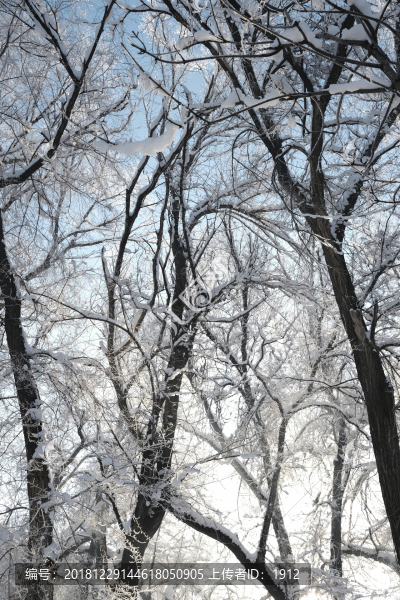 雪景