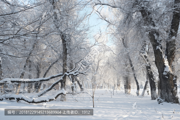 冬雪