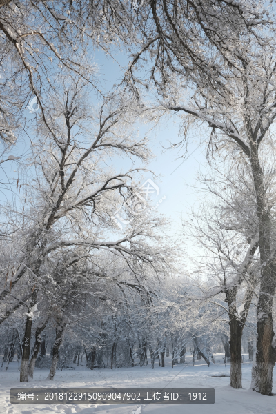 冬雪