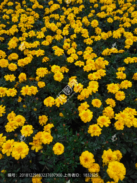 鮮花背景