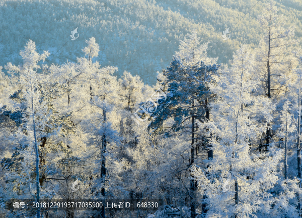 樹林風光