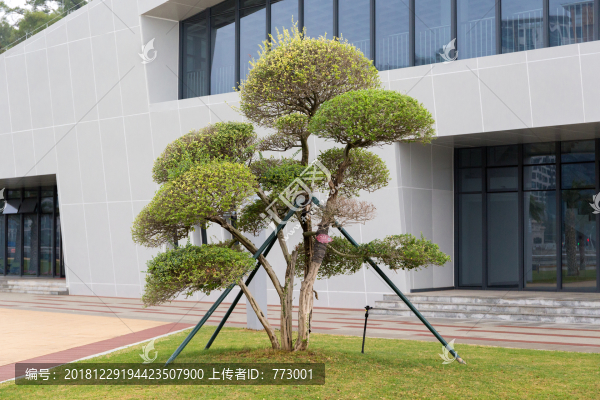 鐵冬青