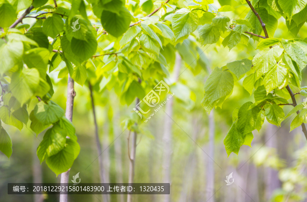 桑林