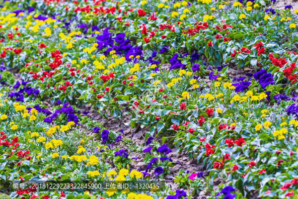 草花
