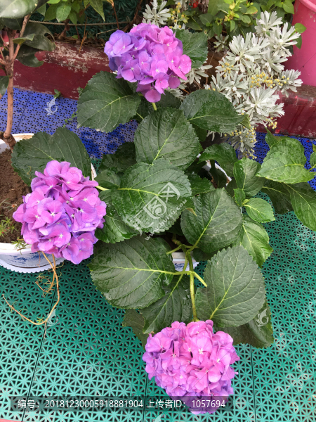 繡球花蝴蝶蘭