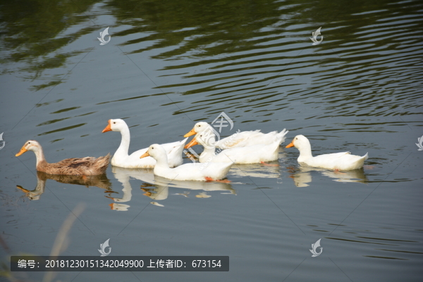 鴨子游水