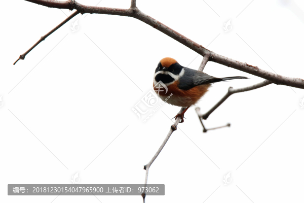 萌妹子