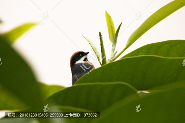 綠芽護(hù)士
