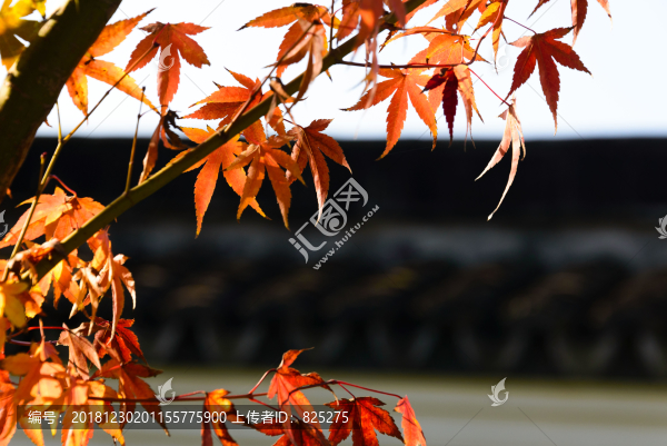 紅楓
