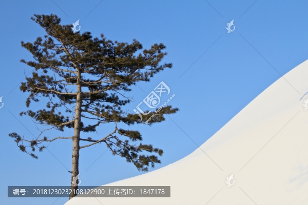 藍(lán)天松樹雪山