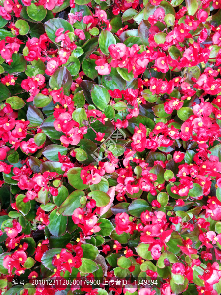 紅花綠葉