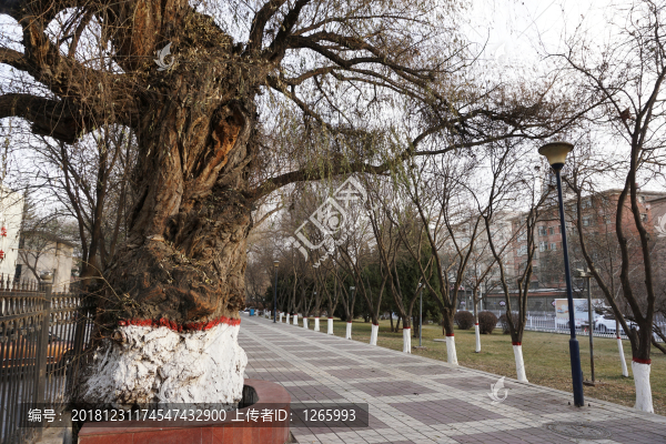 百年古樹旱柳