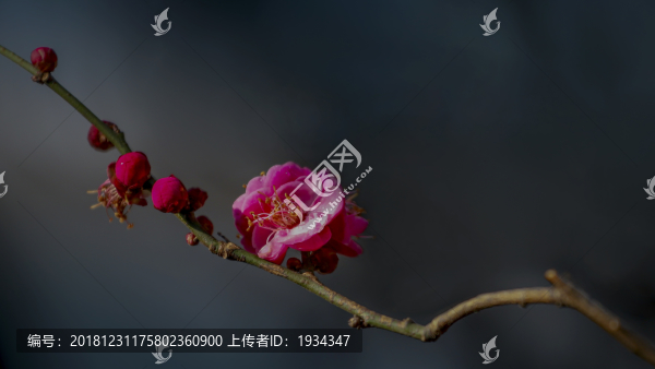 梅花