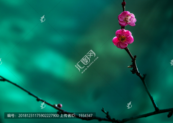 梅花