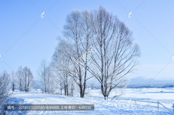 林區(qū)樹林