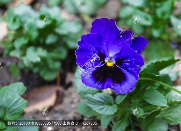 紫色花朵
