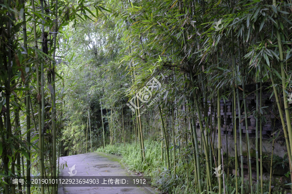 竹林小路