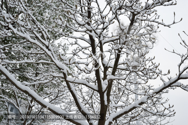 雪中樹木