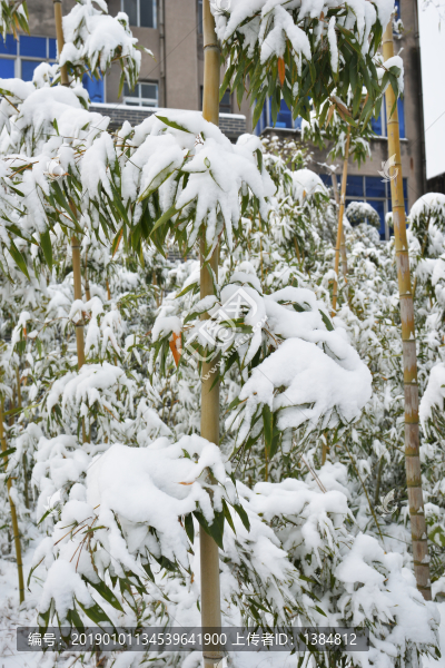 雪中竹子