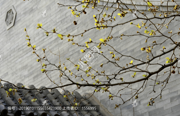 春芽