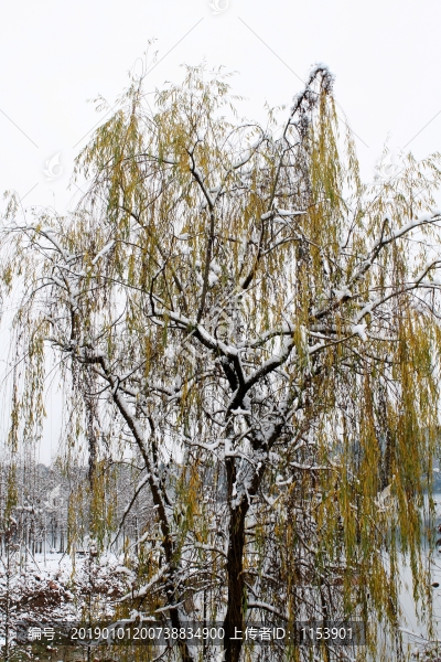雪中柳樹