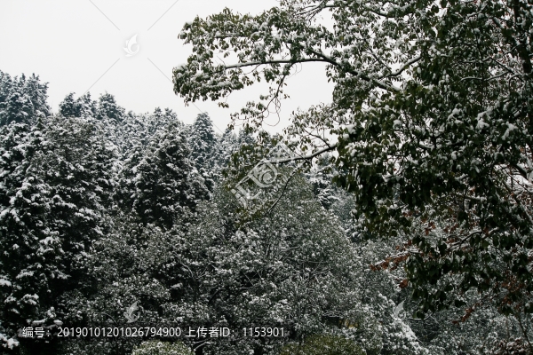 樹林大雪