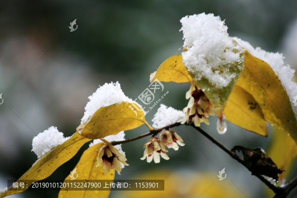 梅花雪花