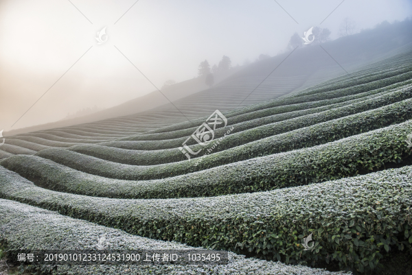 茶園