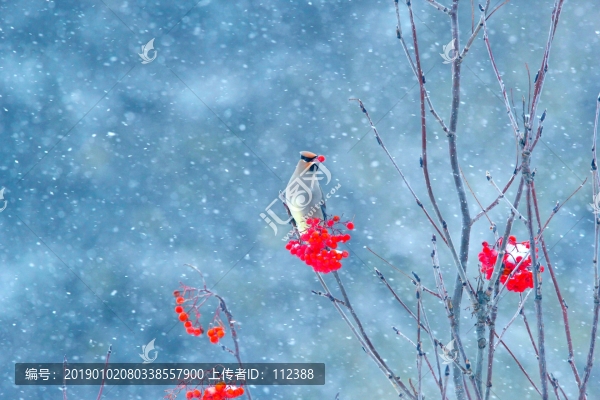 太平鳥連雀十二黃沙棘果紅豆吉祥