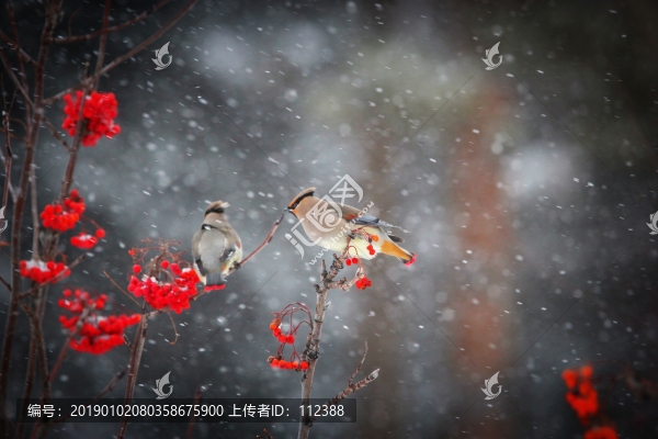 太平鳥連雀十二黃沙棘果紅豆吉祥