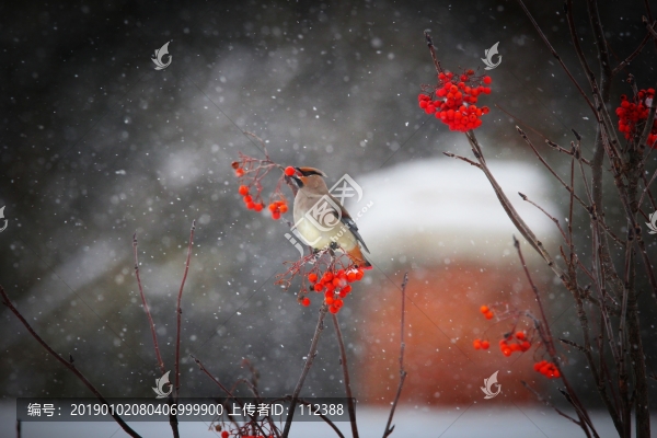 太平鳥連雀十二黃沙棘果紅豆吉祥