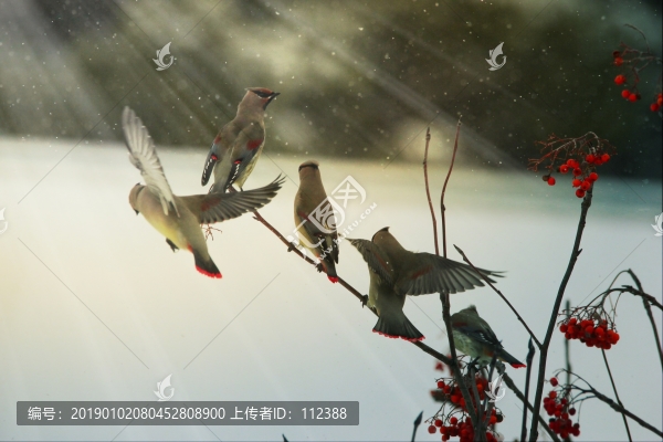 太平鳥連雀十二黃沙棘果紅豆吉祥