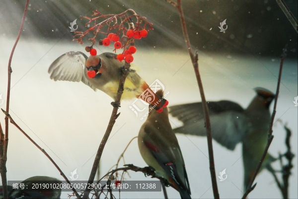 太平鳥連雀十二黃沙棘果紅豆吉祥