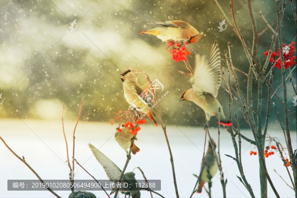 太平鳥連雀十二黃沙棘果紅豆吉祥