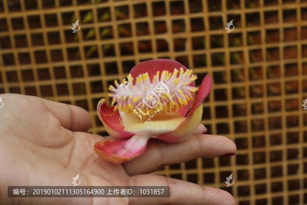 佛誕花菩提花