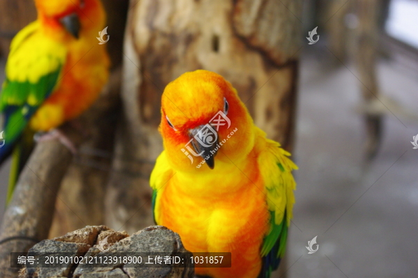 金剛鸚鵡