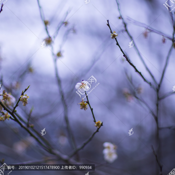 梅花