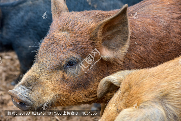 散養(yǎng)豬
