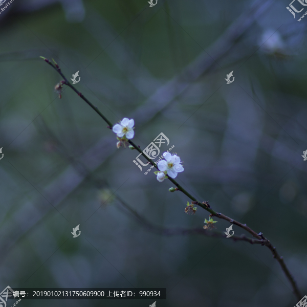 梅花